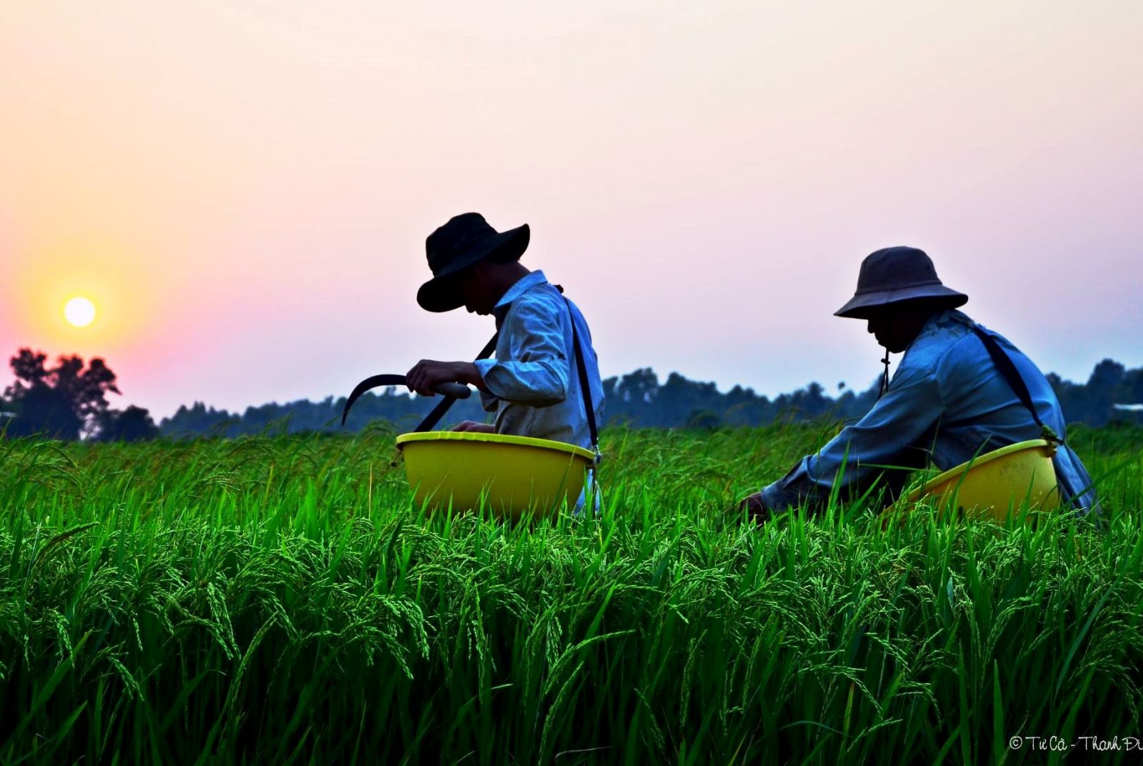 Gạo Xương Gà Nở Mềm Túi 10kg Long An