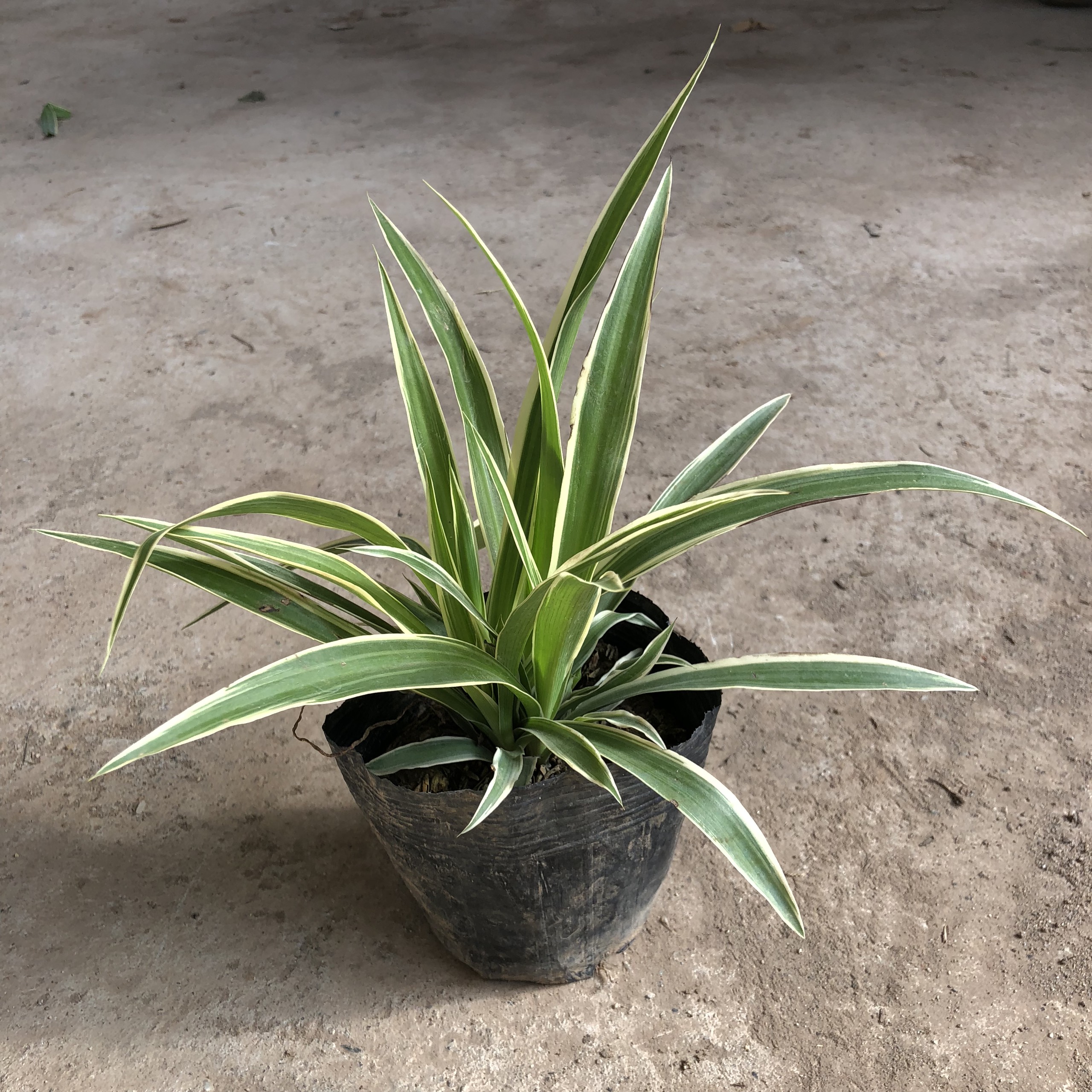 Cây cỏ bạch chỉ trồng bịch cao 15-20cm lá sợi chỉ sang trọng thích hợp trồng vườn