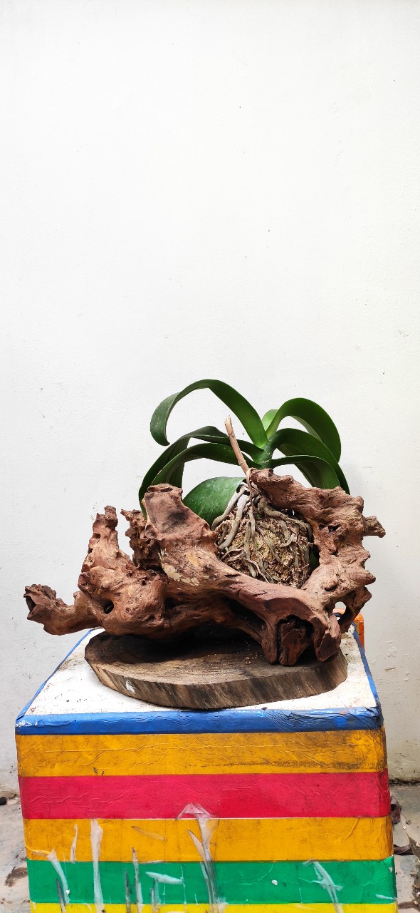 Gỗ lũa trồng lan