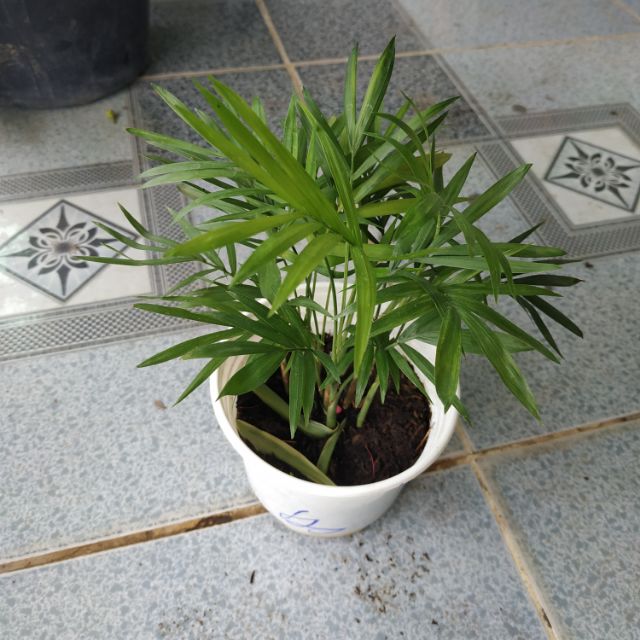 Cau Tiểu Trâm