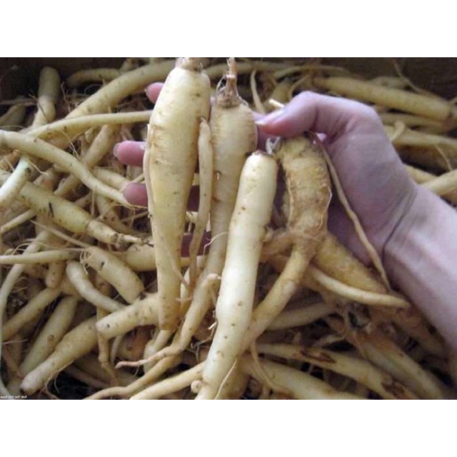 Đẳng Sâm Khô Rừng Tây Bắc-1Kg