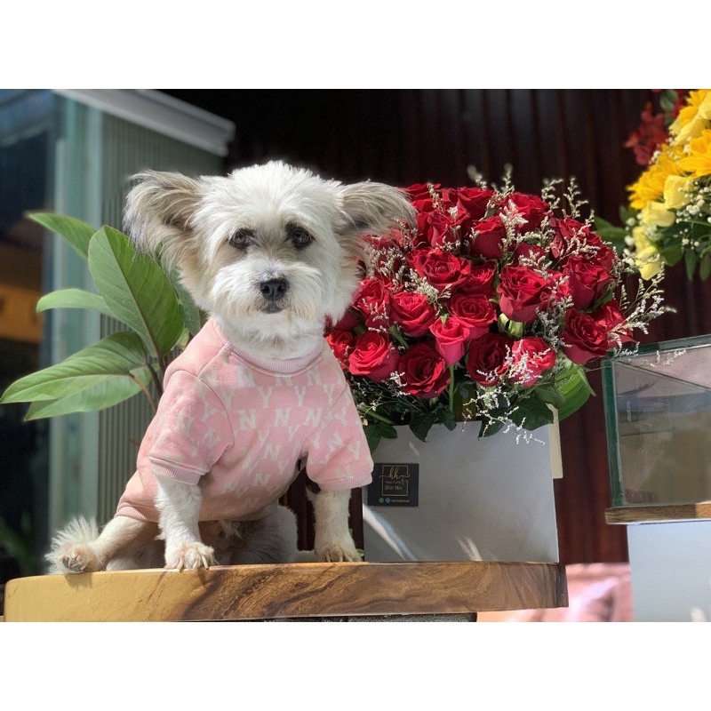 https://vn-live-01.slatic.net/p/7ac218656f823b7b867e44bcb54f4e6d.jpg