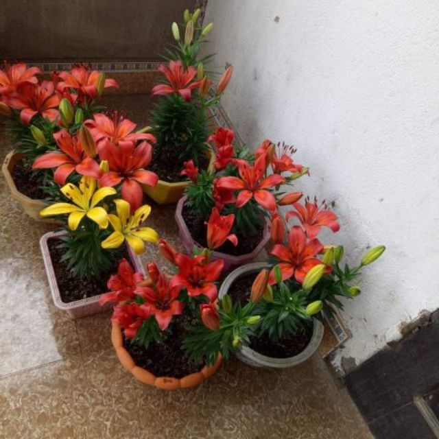 Củ hoa ly lùn trồng tết, củ đẹp