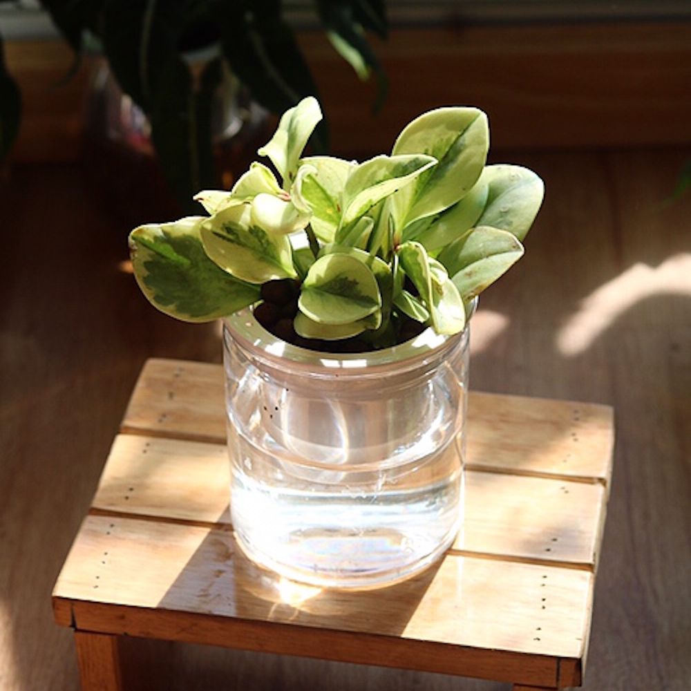 Peperomia obtusifolia var - trồng Thuỷ Canh (không dùng đất) chậu Thông minh 2 lớp Tròn