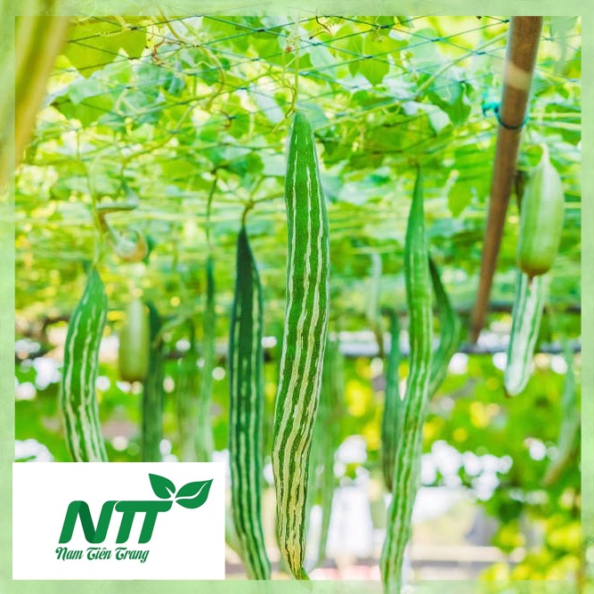 Hạt giống khổ qua tây tn - 70