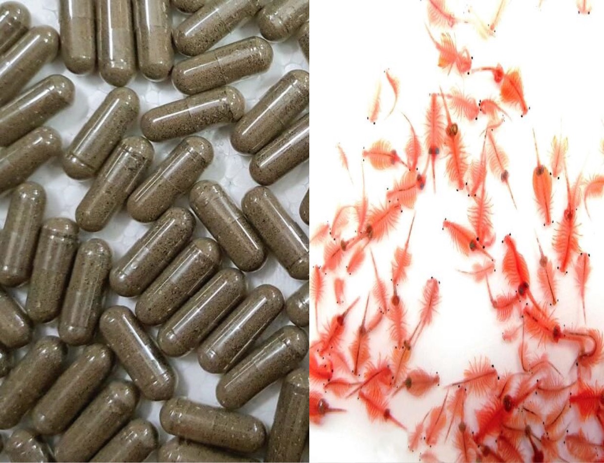 [Freeship+HCM+Luckyfish94] ARTEMIA NƯỚC NGỌT DẠNG VIÊN FULL VỎ BETTA COFFY - THÁI LAN A056. NUÔI BẰNG NƯỚC NGỌT RẤT DỄ DÀNG. CHUYÊN CHO CÁC DẠNG CÁ BỘT MỚI NỞ ĂN GIÚP CÁ PHÁT TRIỂN NHANH.