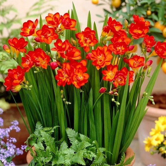 Bộ 3 củ giống hoa lan nam phi hoa màu đỏ ( tặng kèm 3 viên nén ươm củ )