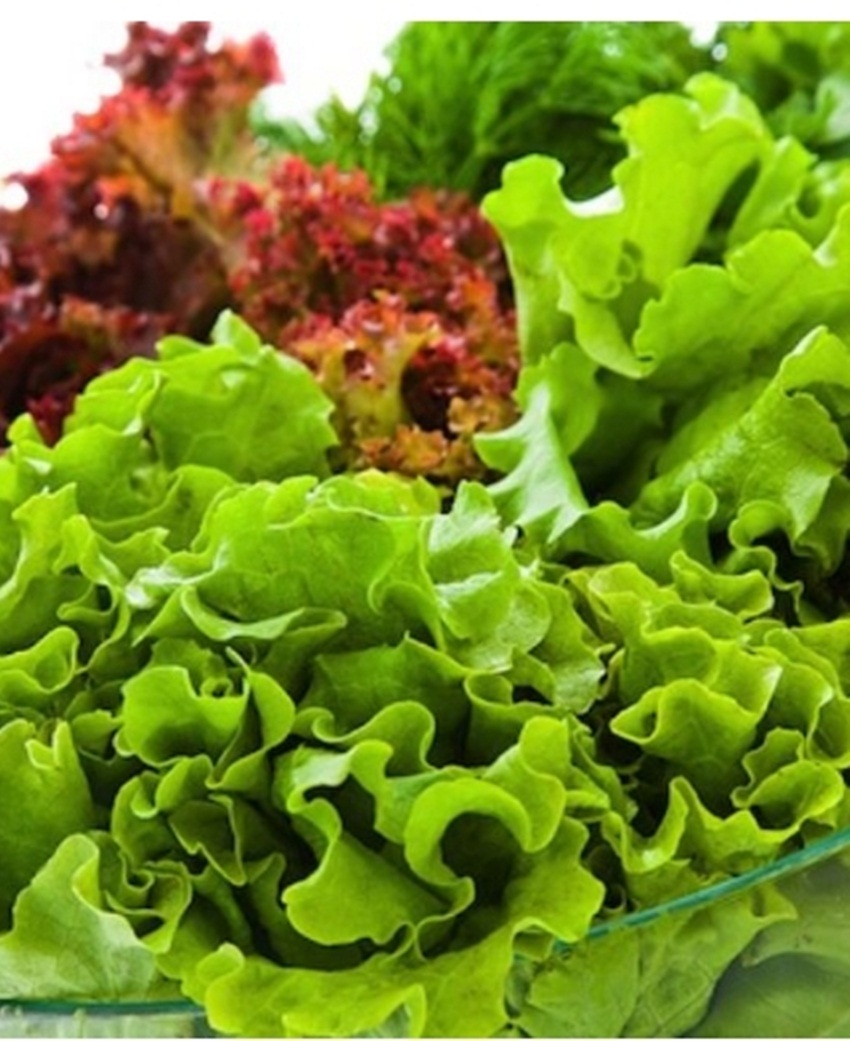 Hạt giống xà lách dúm vàng tặng kích mầm