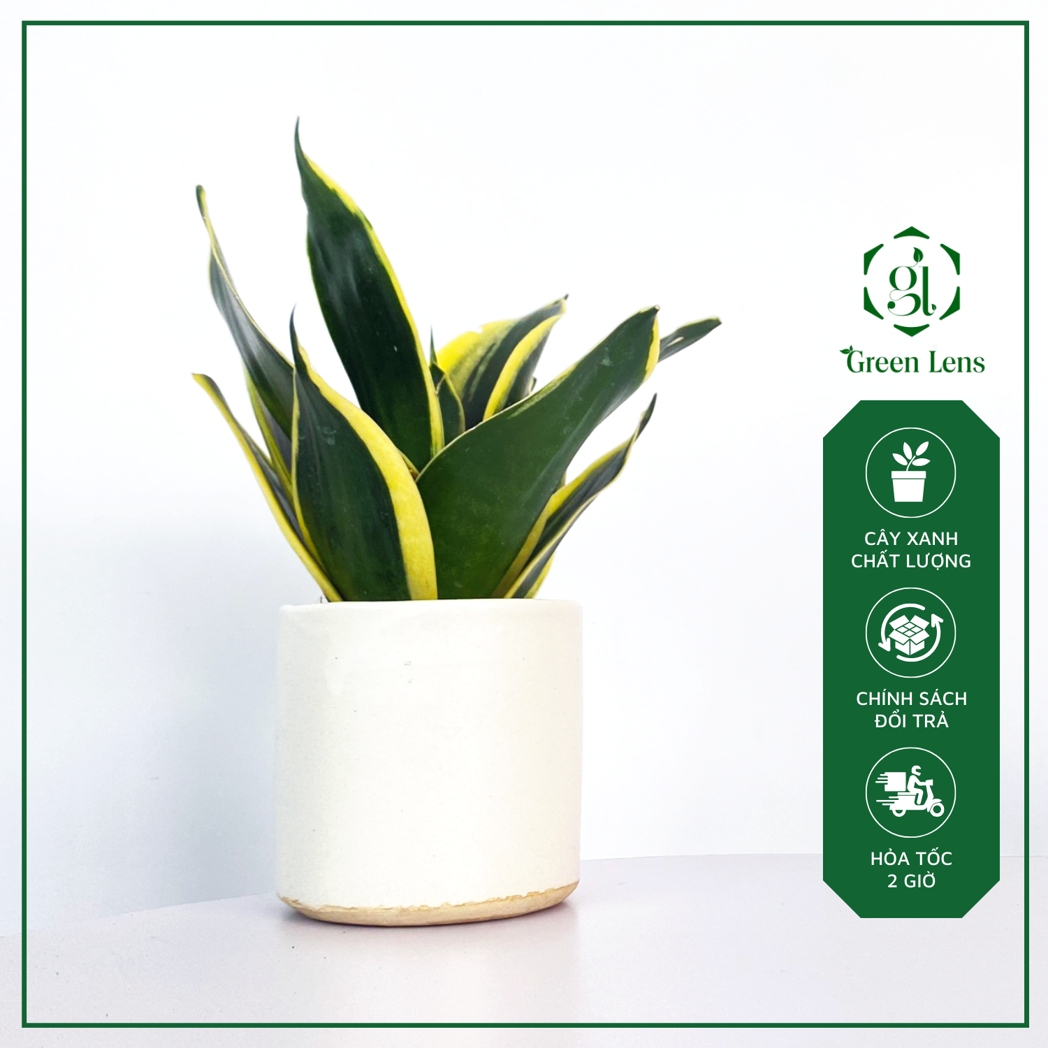 Cây Lưỡi Hổ Thái Mini GREEN LENS cây cảnh trong nhà giúp xua đuổi điều không tốt