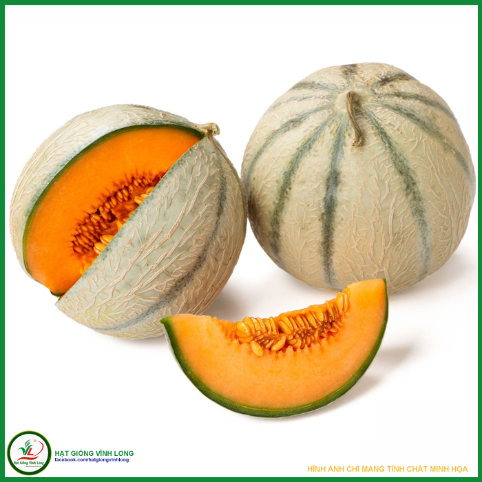 Hạt giống dưa lê sọc honey melon 330 - 1g