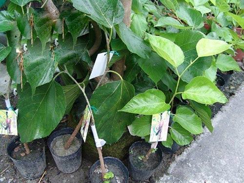 Dâu trái dài - Dâu Tằm Đài Loan giống chuẩn - chiều cao 30-50cm