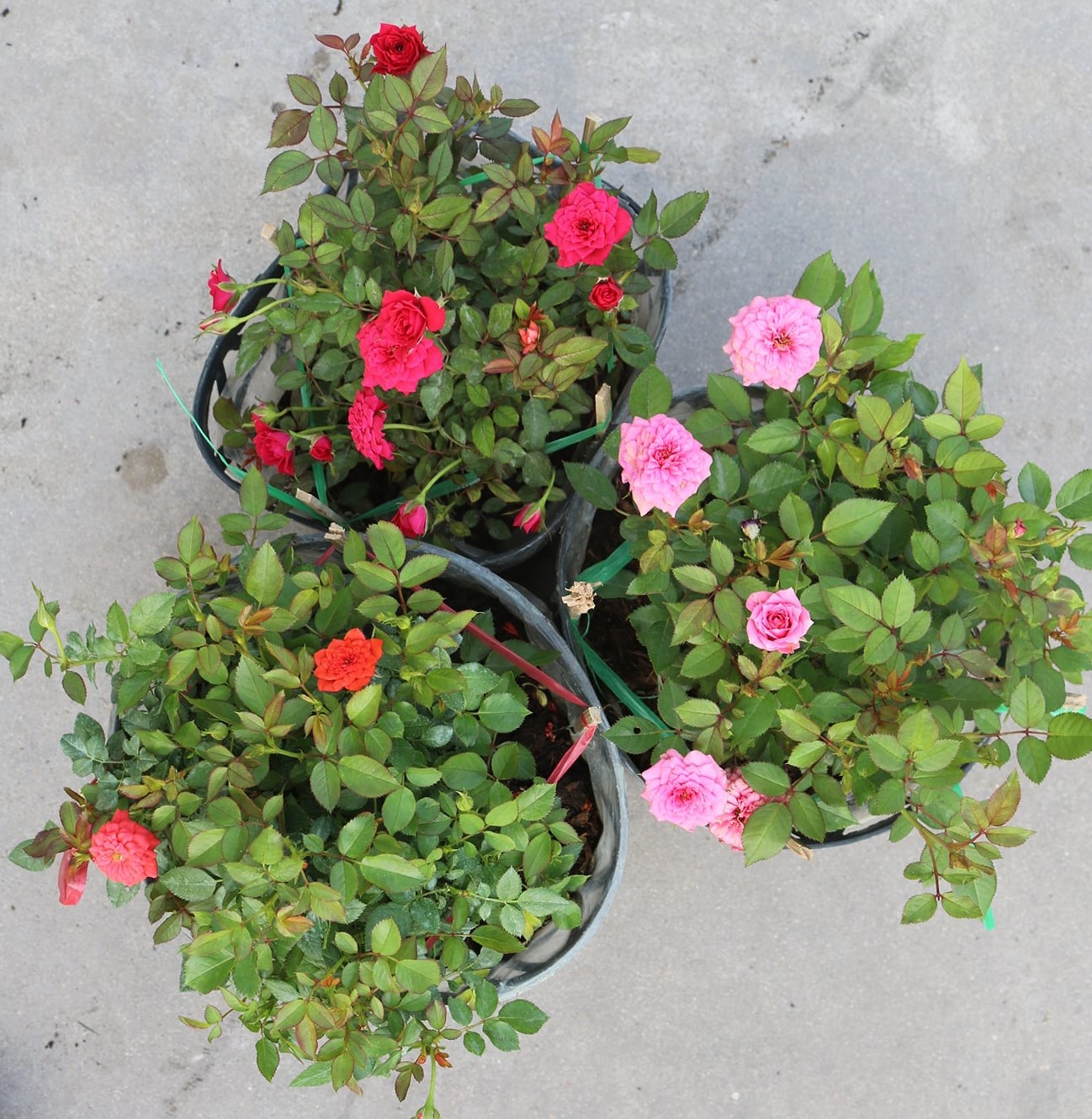 Bộ 3 chậu hồng tỷ muội 3 màu