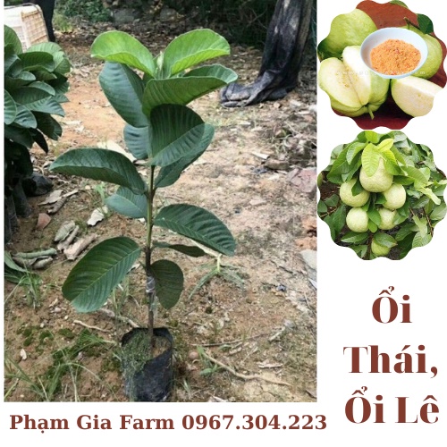 Cây giống ổi Thái , ổi Lê sai quả quanh năm, trồng được trong chậu