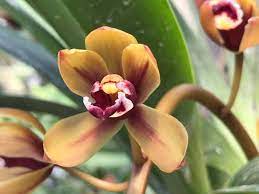 Kiếm mai hoa tiên vũ