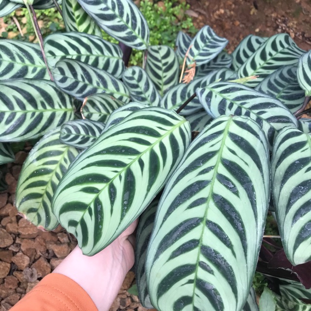 Chậu đuôi công vân xanh