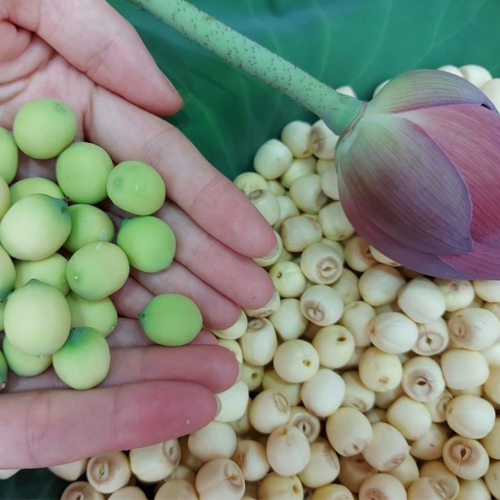 Hạt sen khô hầm gà tần thuốc bắc, nấu chè sen dưỡng nhan