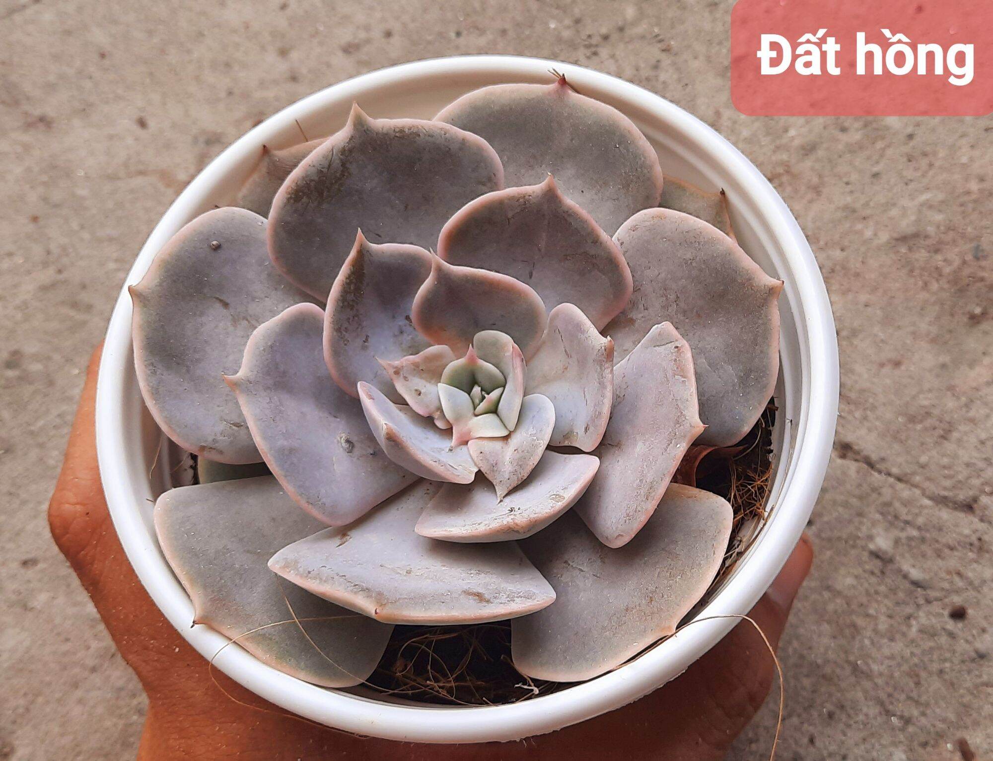 Sen đá đất hồng size trung