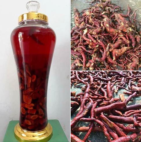 01 Kg RỄ MÚ TỪN- CÙ BOONG NẬU