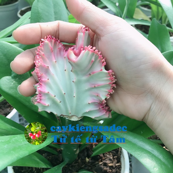 caykiengsadec - Cây xương rồng vạn lý trường thành + tặng phân bón - hoa kiểng lá - cây phong thủy - trang trí nội thất