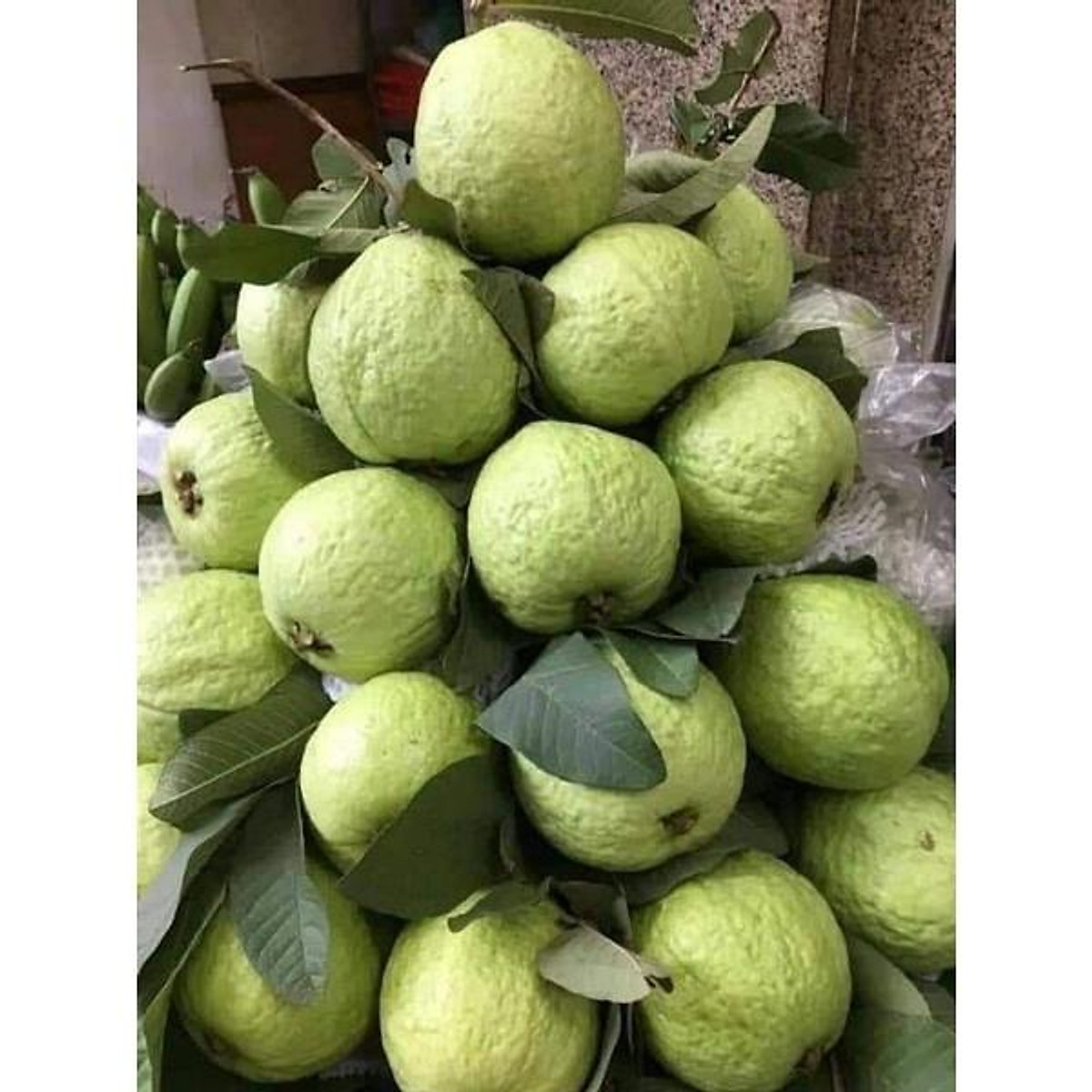 Cây giống ổi lê lùn trồng chậu trái sớm