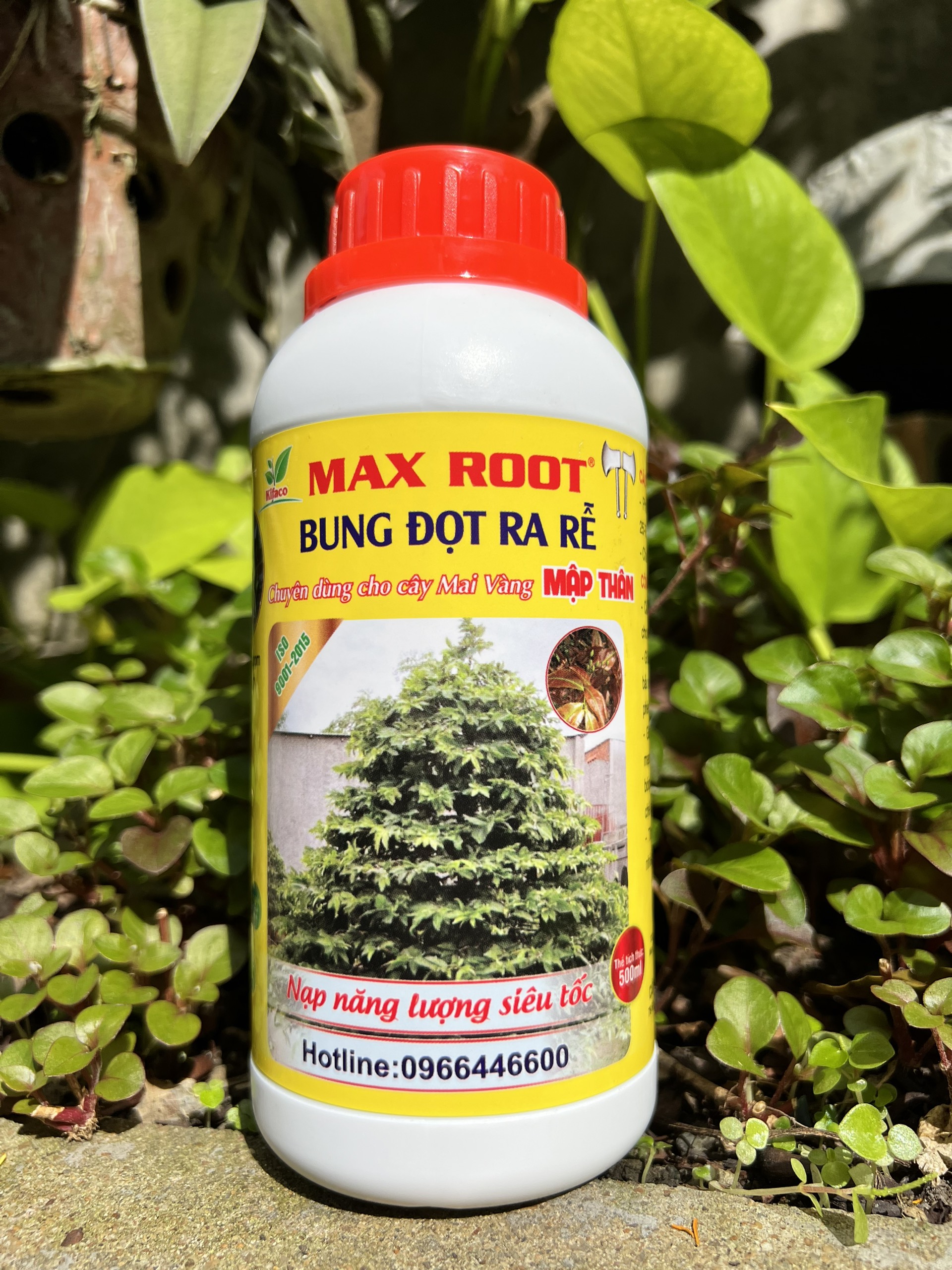 Phân bón bung đọt ra rễ mai vàng max root chai 0,5 lít - ra rễ mạnh, bung đọt nhanh, xanh lá, dày lá