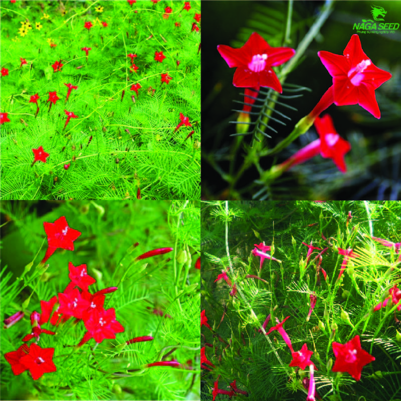 Hạt giống hoa tóc tiên đỏ dễ trồng, ra hoa quanh năm, dây leo tóc tiên, dương leo, tóc vệ nữ, flower seeds