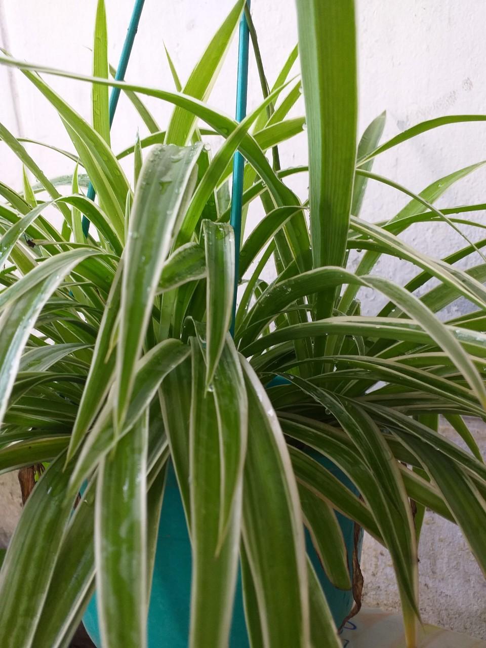 Chậu Cây Dây Nhện (Cỏ Lan Chi) lớn