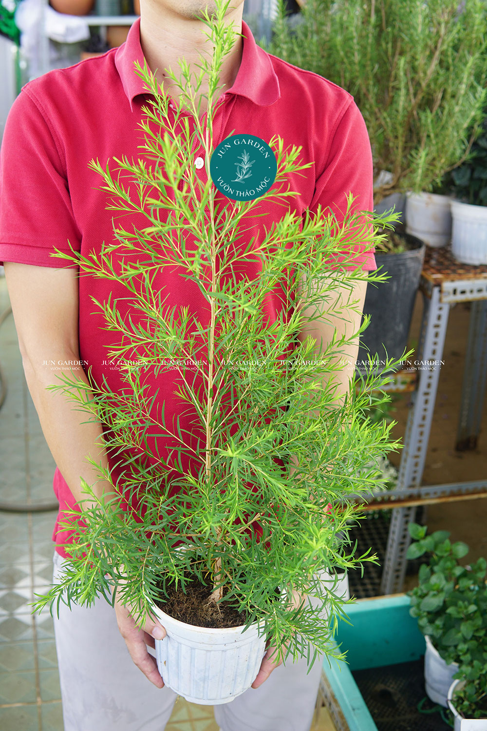 Cây tràm trà jun garden cây giống