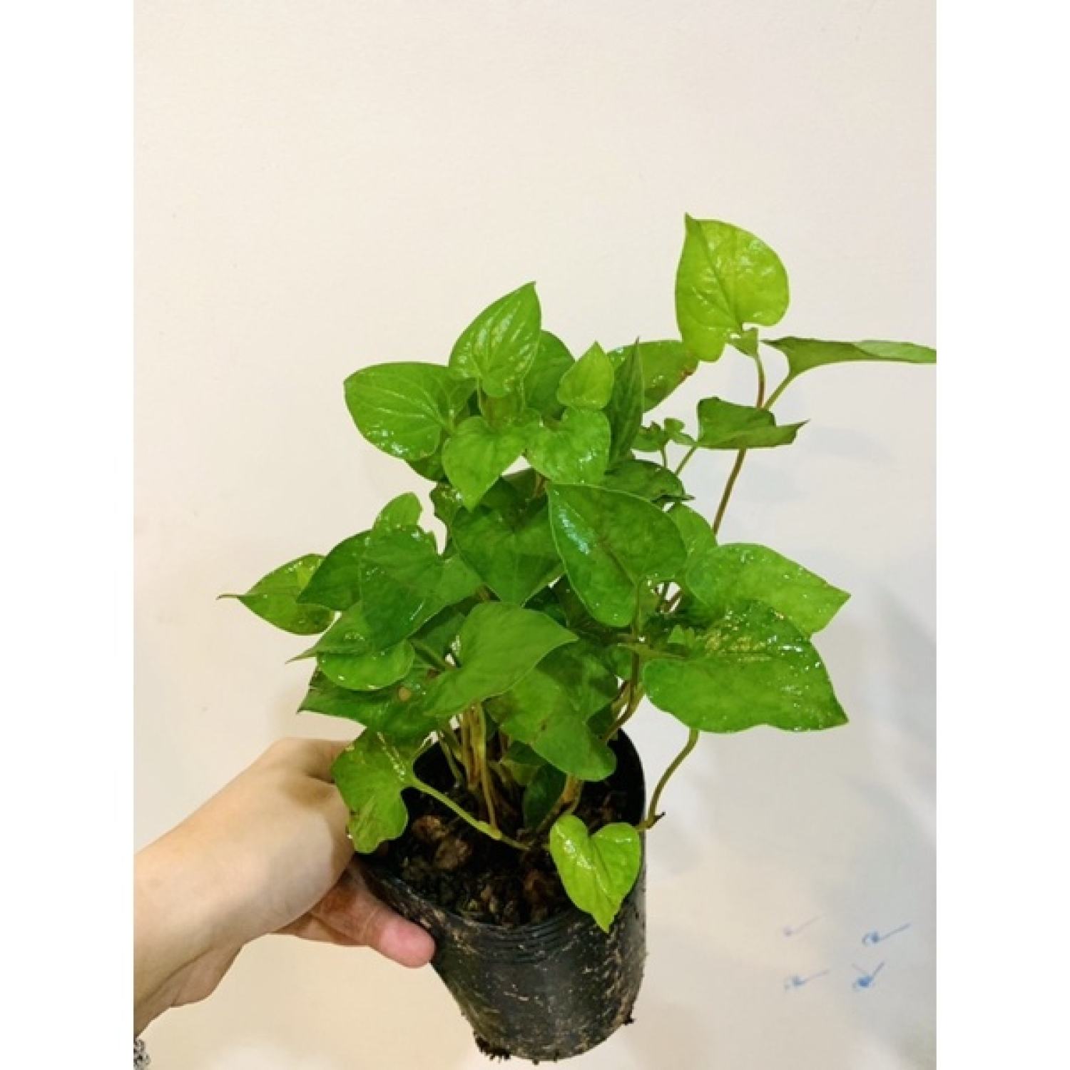Rau diếp cá/ dấp cá