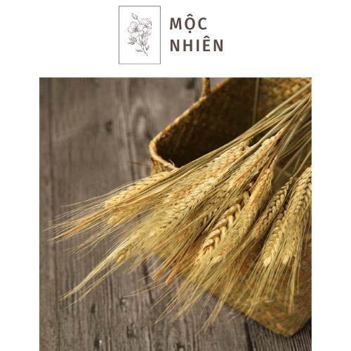 Lúa Mạch Khô Trang Trí Nhà Cửa - Dried Wheat Decor Phong Cách Bắc Âu ♥ FREESHIP ♥ Hoa Trang Trí ♥ Hoa Trang Tri