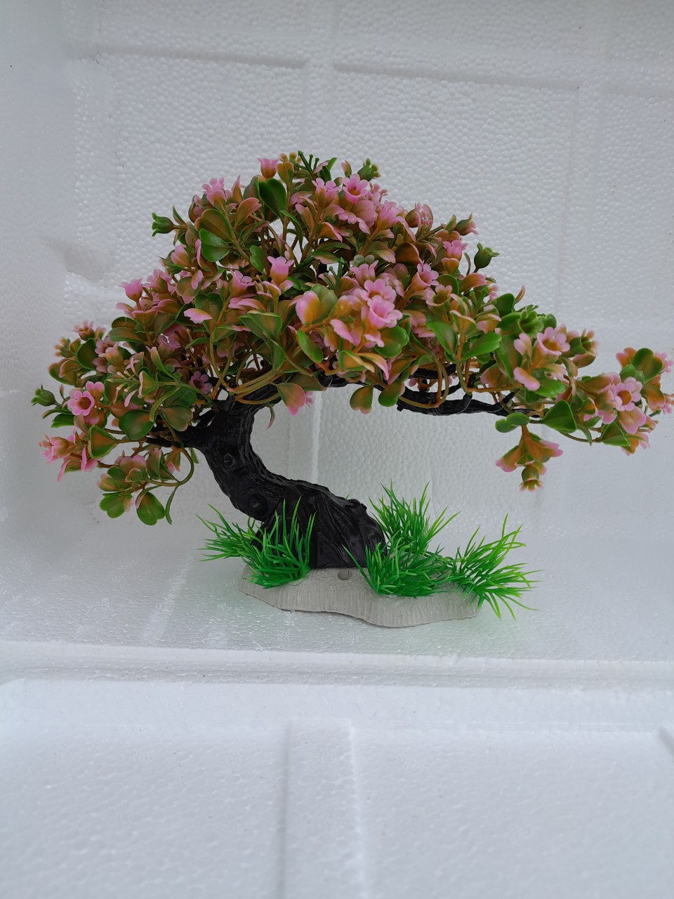 Bonsai bể cá - cỏ - rong trang trí bể cá