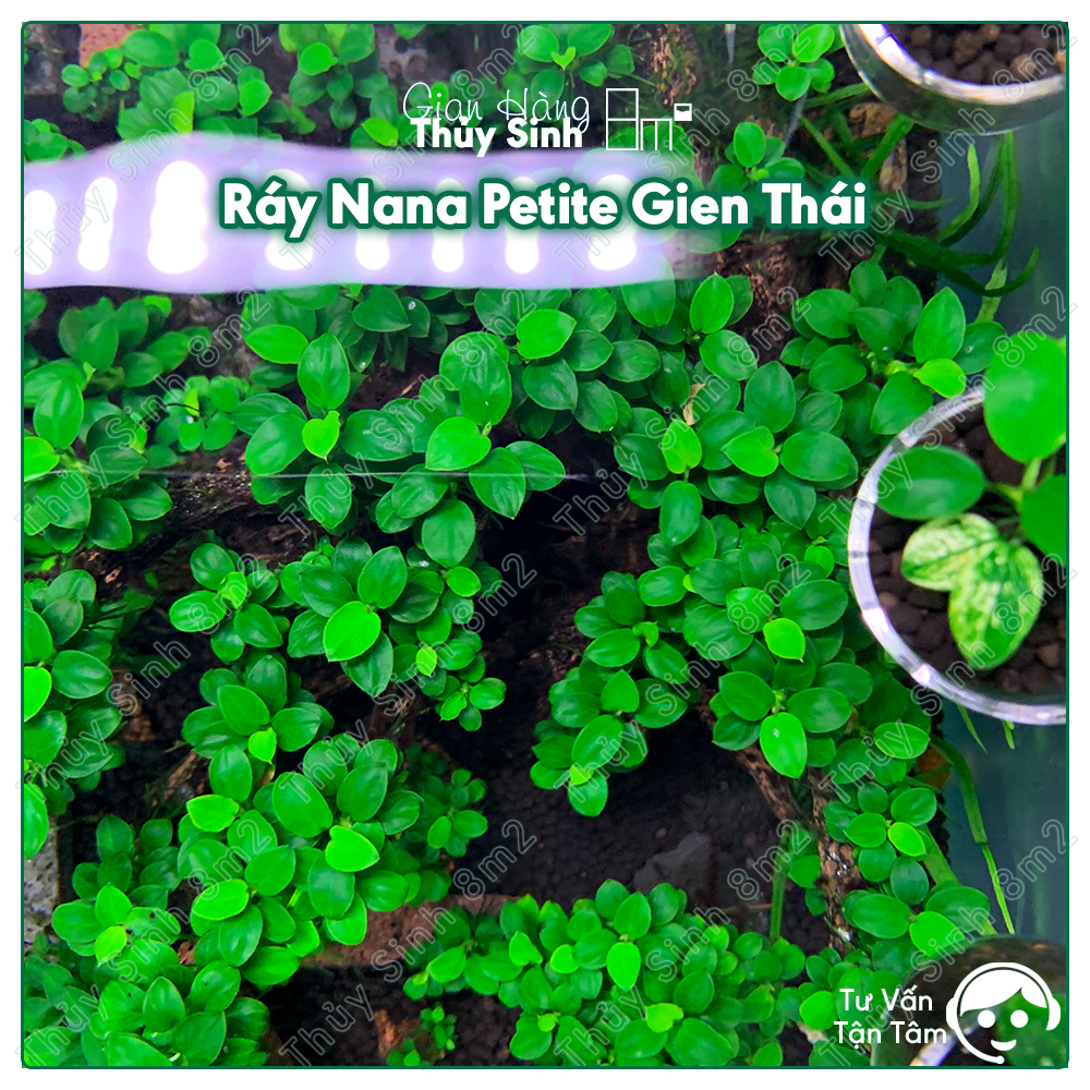 Cây ráy nana petite thái, ráy thủy sinh lá nhỏ, cây thủy sinh không co2, giá thể | 8m2