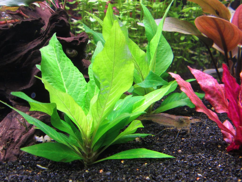 ĐẠI LIỂU THỦY SINH  (5 CÂY)