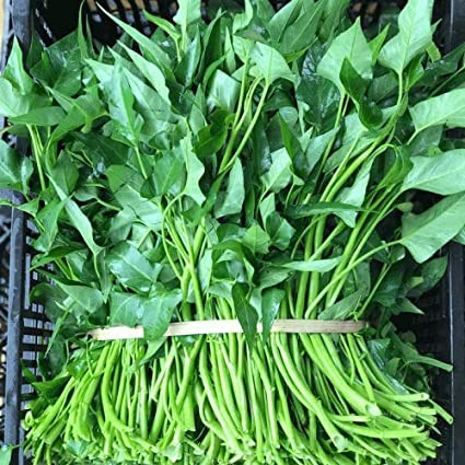 1Kg Hạt giống rau muống cao sản hàng công ty chất lượng giá rẻ