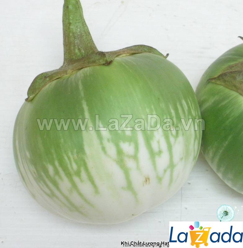 0.2gr hạt giống cà dĩa da ếch