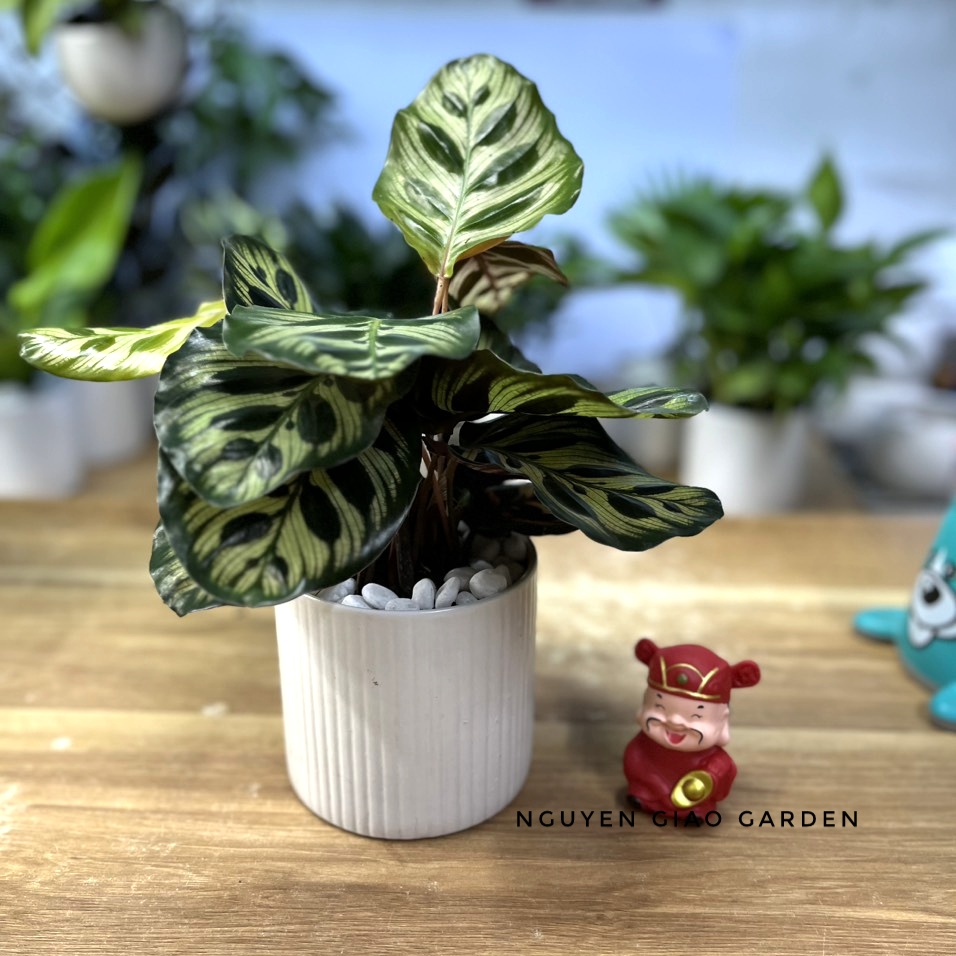 Cây đuôi công khổng tước để bàn