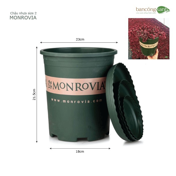 Chậu nhựa trồng cây cao cấp MONROVIA cỡ số 2 dung tích 2 Gallon