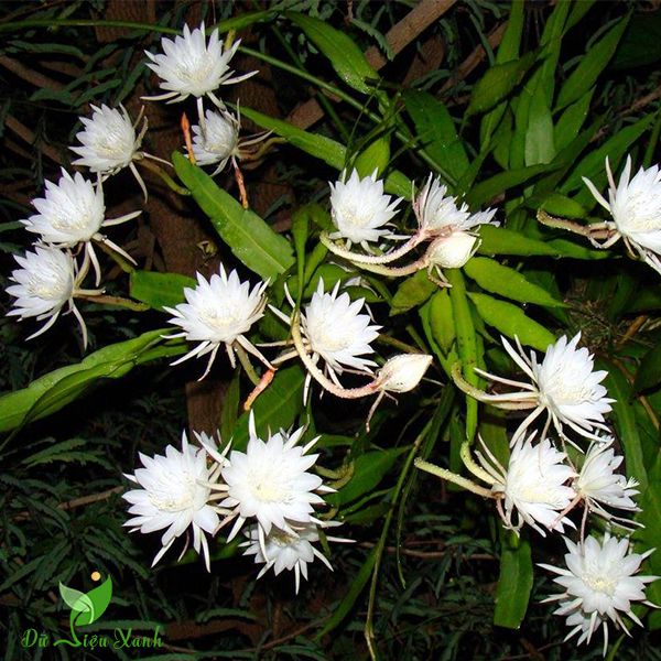 Cây giống Nhật Quỳnh trắng hoa lớn