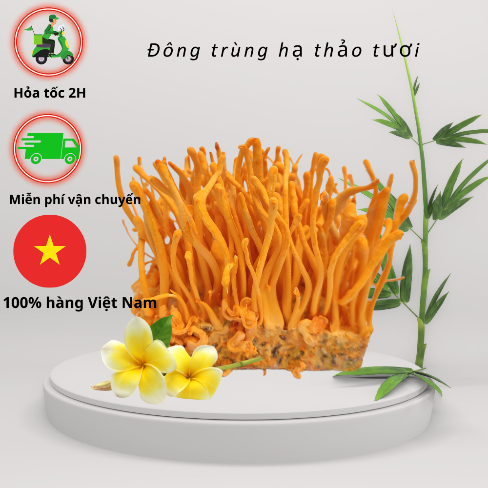 Đông trùng hạ thảo tươi combo 10 hộp