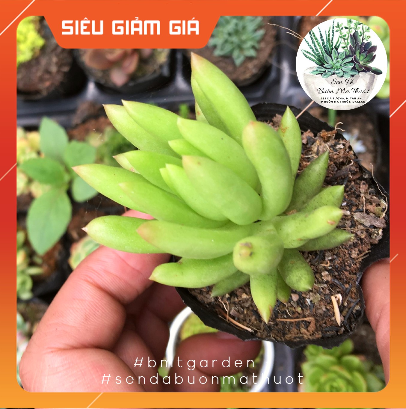 Sen đá chuỗi ngọc đứng ❤️❤️ - sen đá buôn ma thuột - bmt garden☀️ lỗi 1 đổi 1☀️