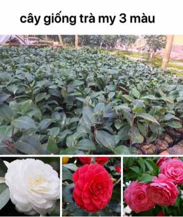 a.jpg