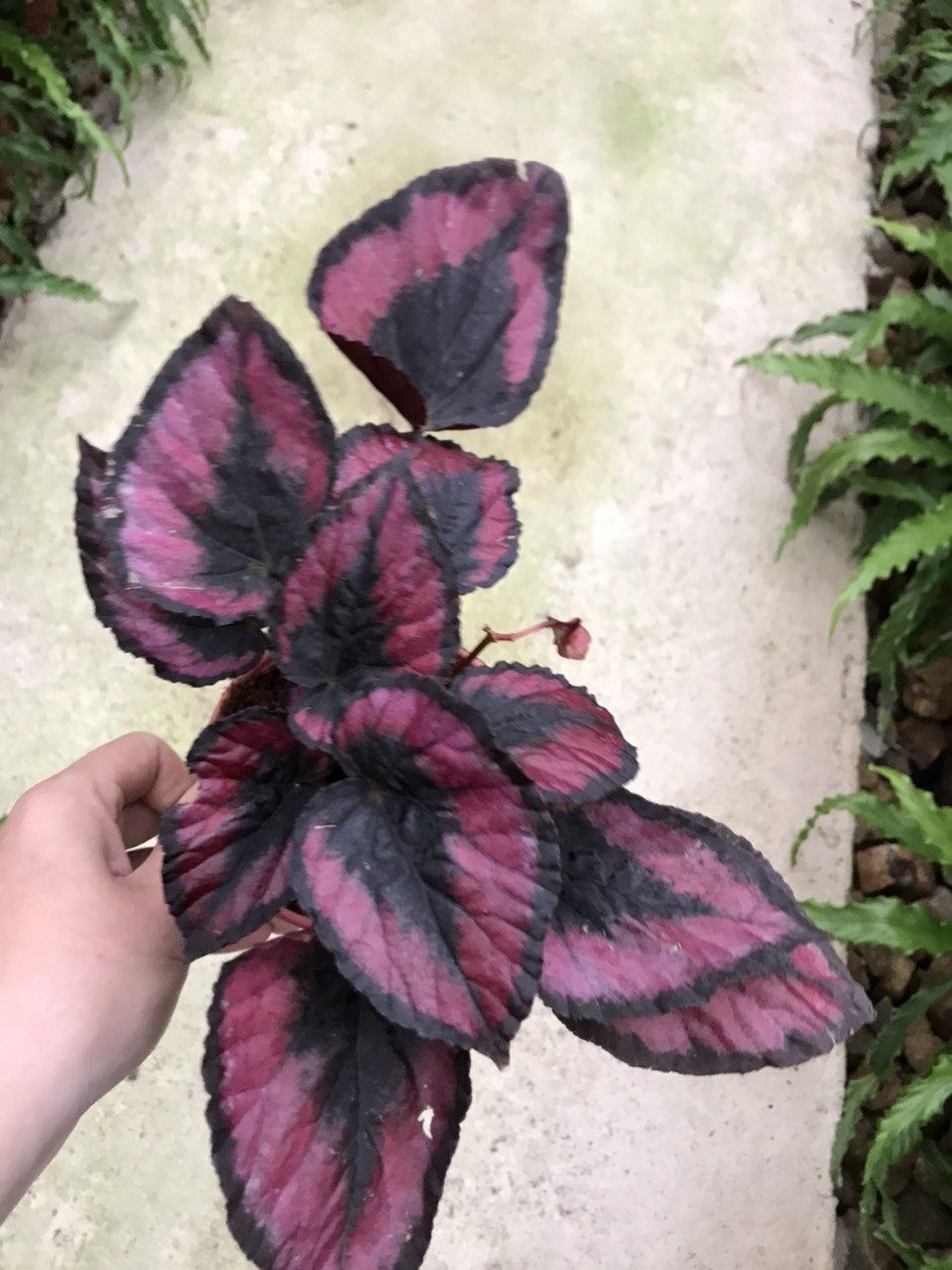 Thu Hải Đường -  Begonia 10 màu sắc