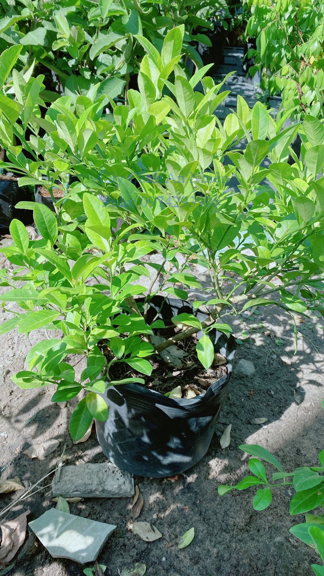 Cây chanh bắc ăn lá