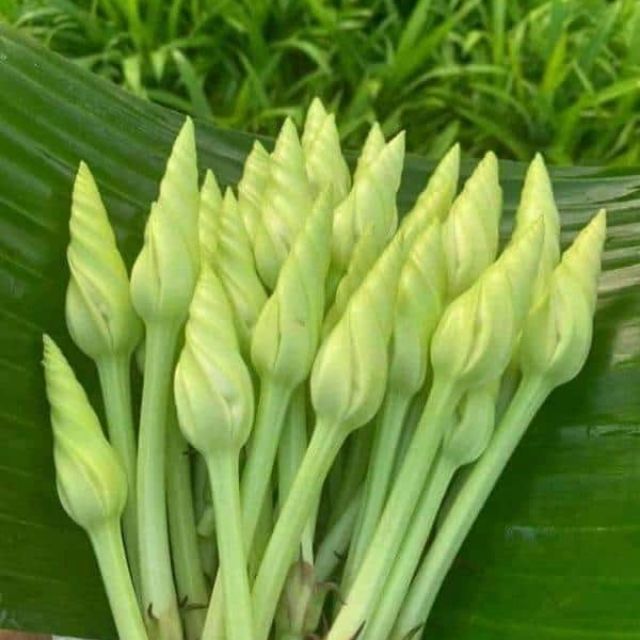 Hạt Giống Rau Chom Chan Thái Lan