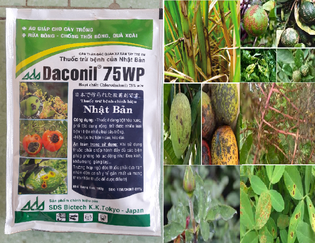 Thuốc trừ bệnh Daconil 75WP 100g