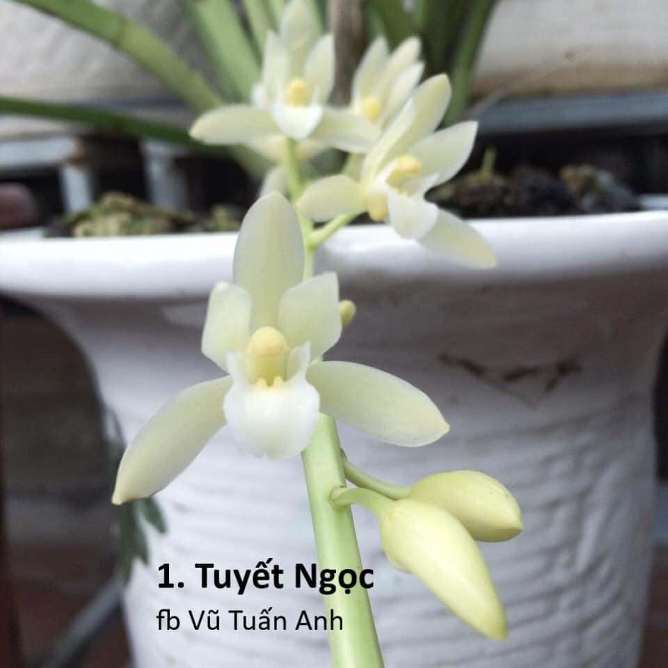 Kiếm giống tuyết ngọc