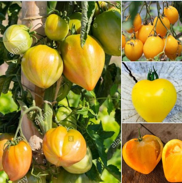 Hạt giống cà chua trái tim vàng 30 hạt/gói -