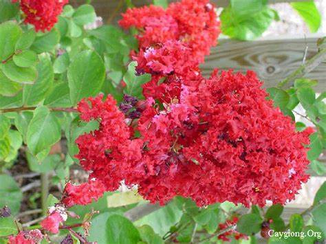 Cây giống tường vi lá xanh hoa đỏ