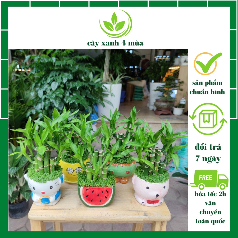 Cây trúc phú quý phát tài phát lộc phong thủy để bàn cao từ 25cm đến 30cm
