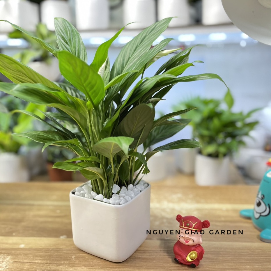 Cây lan ý chậu sứ để bàn dễ chăm sóc